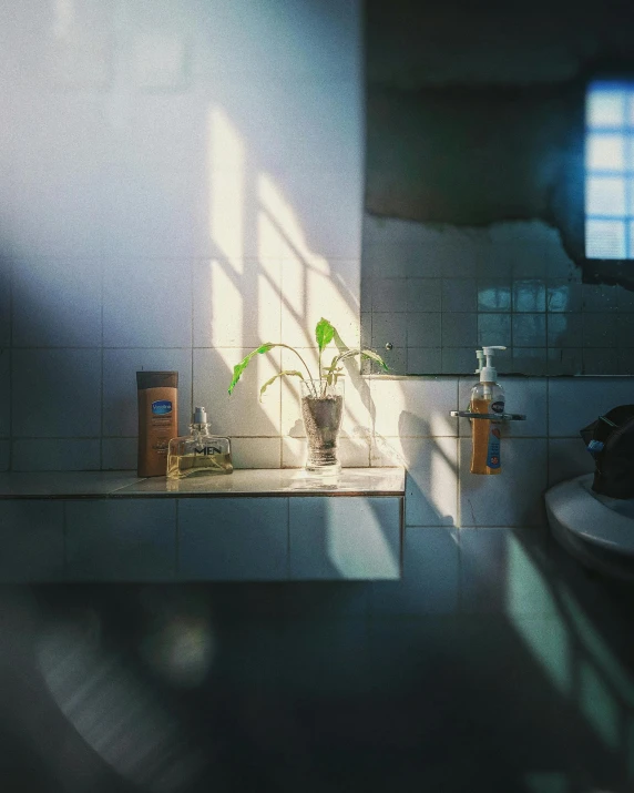 a kitchen with a counter top and shelf with a plant