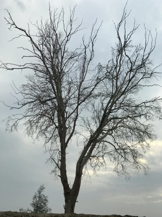 a tree in an open field during the day