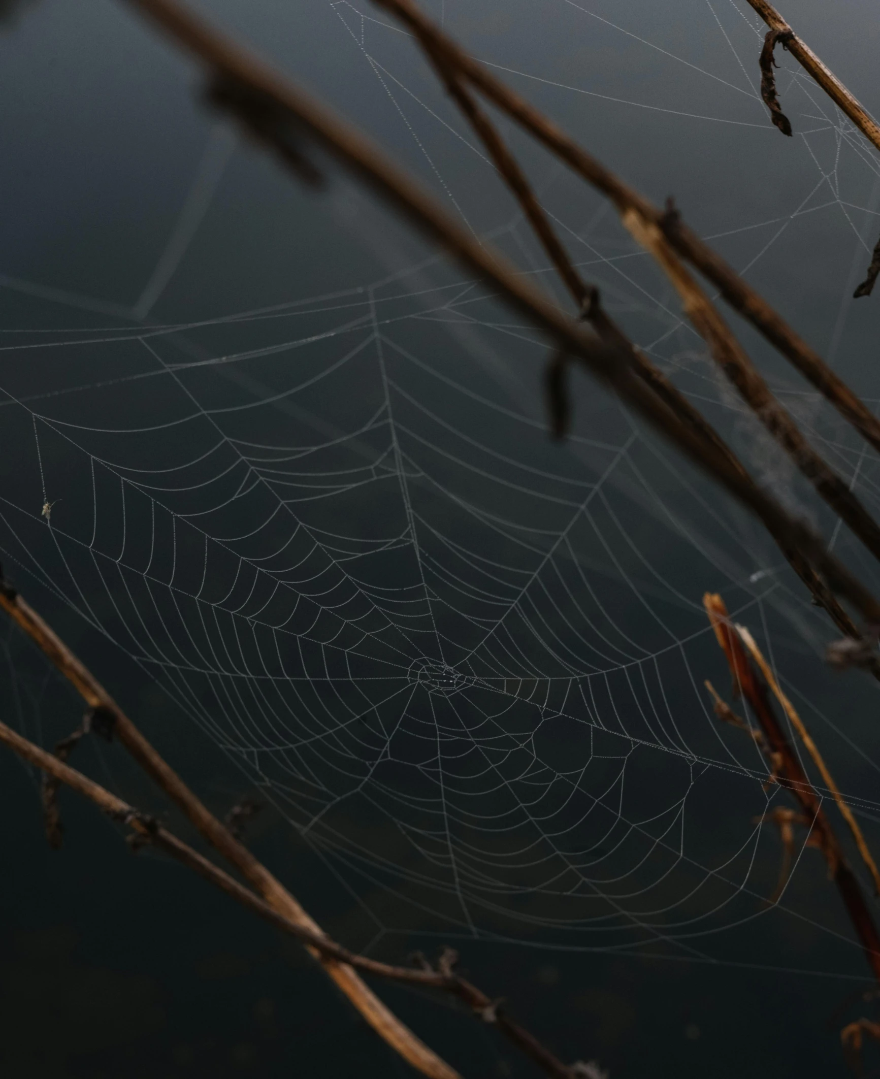 a web hanging over some water near a tree