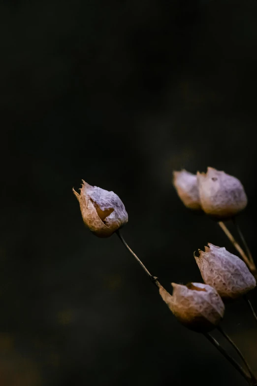 a dead flower sits on a stalk with buds in the foreground