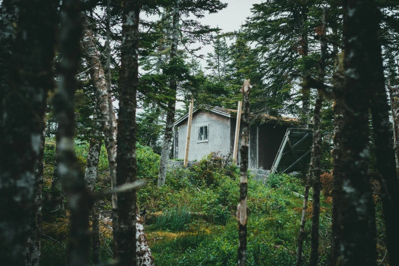 cabin in the woods with some pine trees