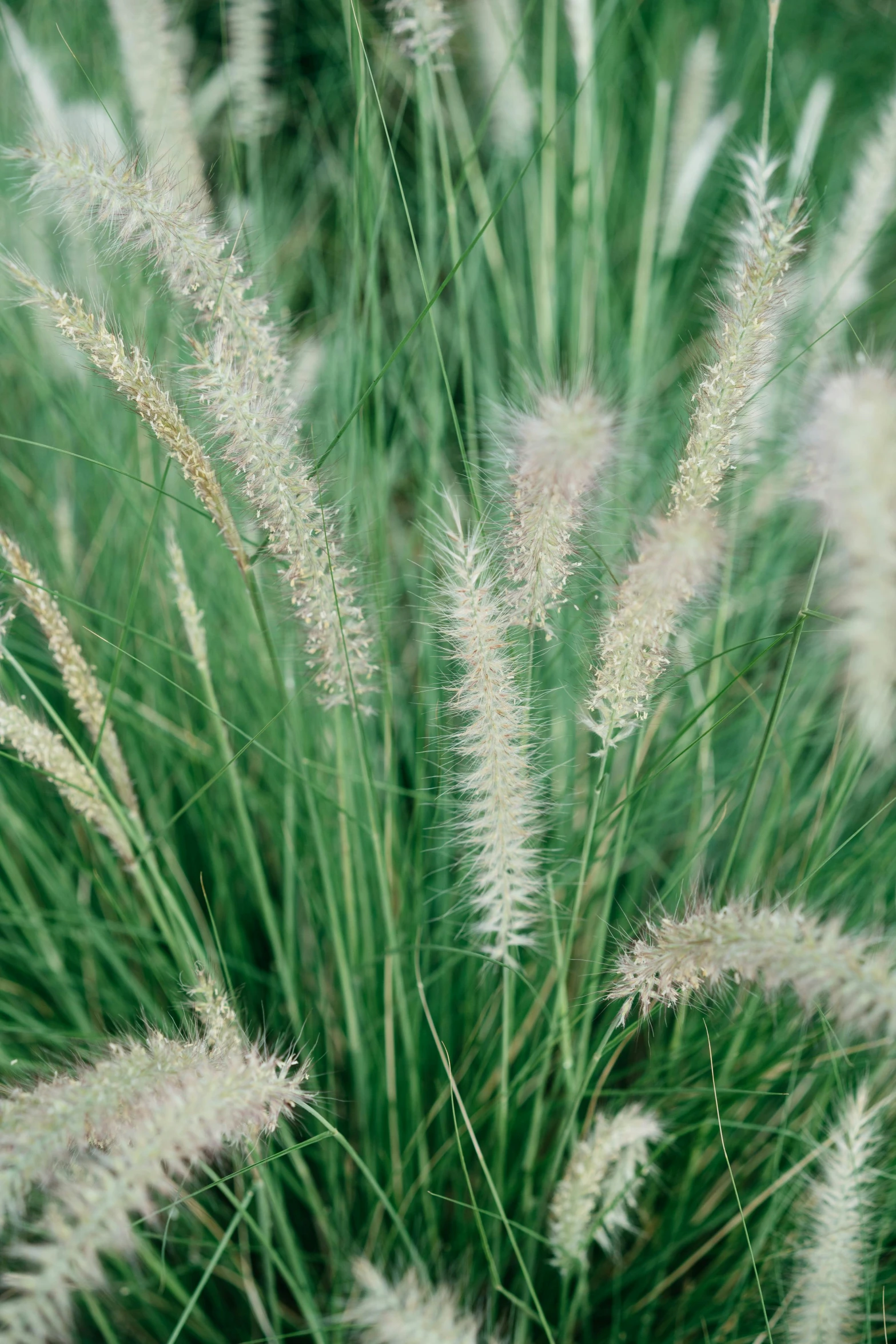 there are many green and white grass blowing