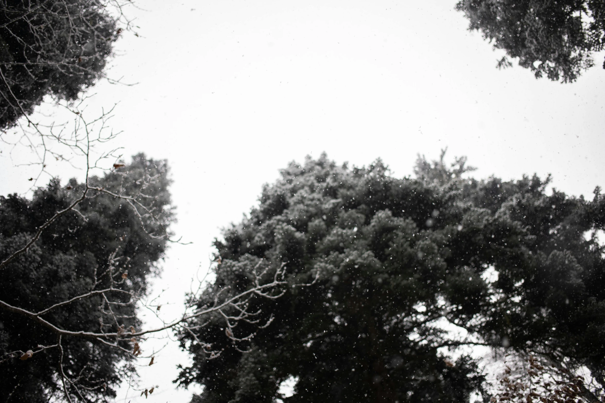 the view of trees through a snow covered sky