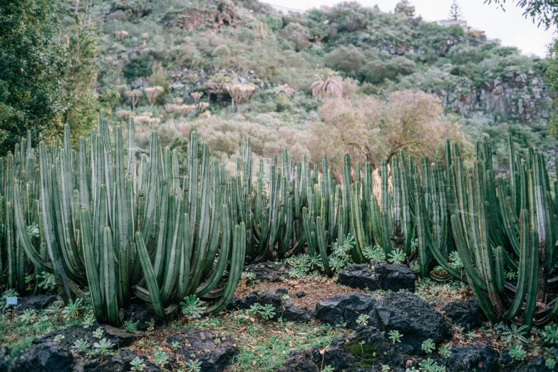 large and skinny cactus plants with trees in the background