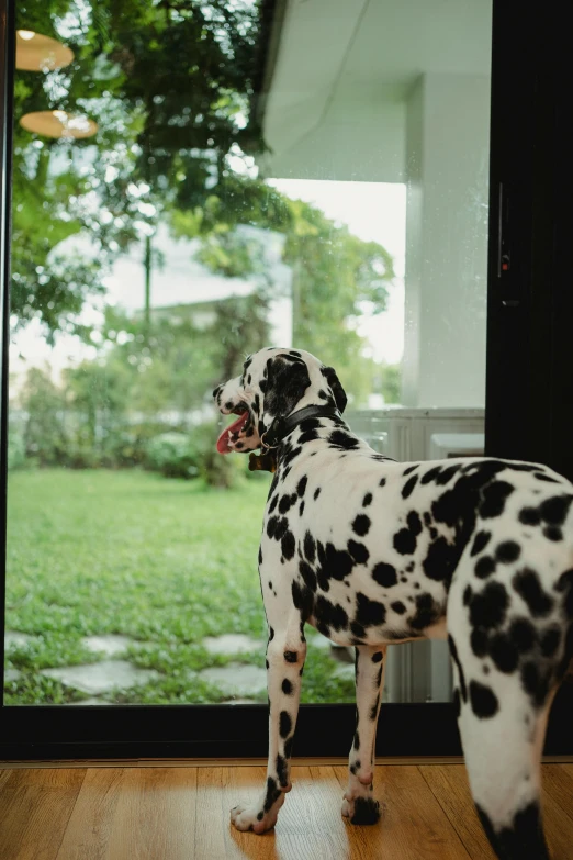 a dalmatian standing in front of a glass door