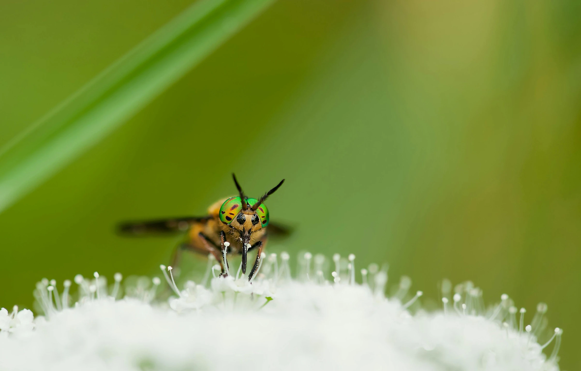 an insect with yellow and green eyes on a piece of white snow