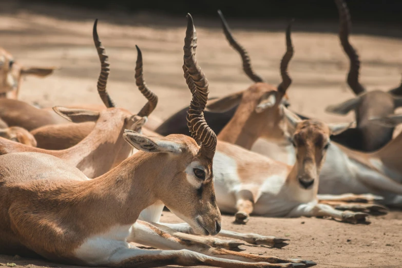 many antelopes sitting and lying on the sand