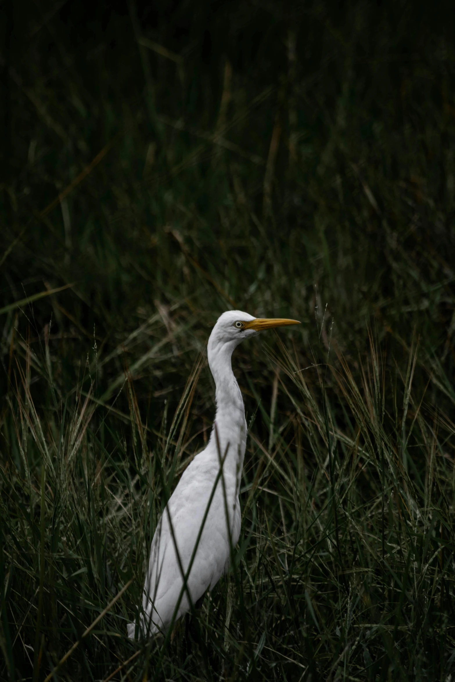 a white bird standing in some long grass