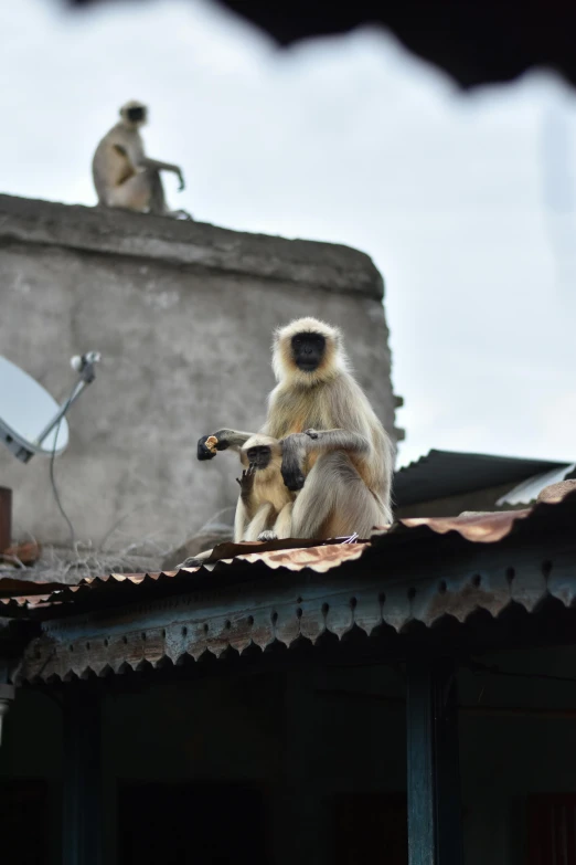 a monkey standing on top of a roof while holding a cell phone