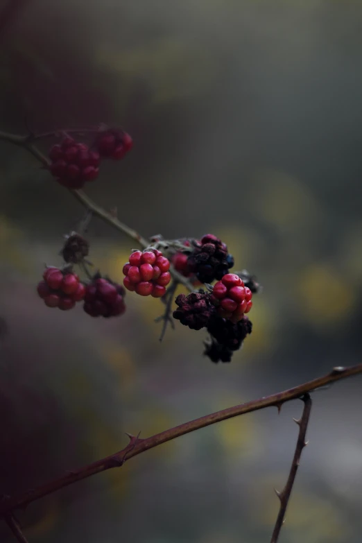 some berries that are on a plant in a tree