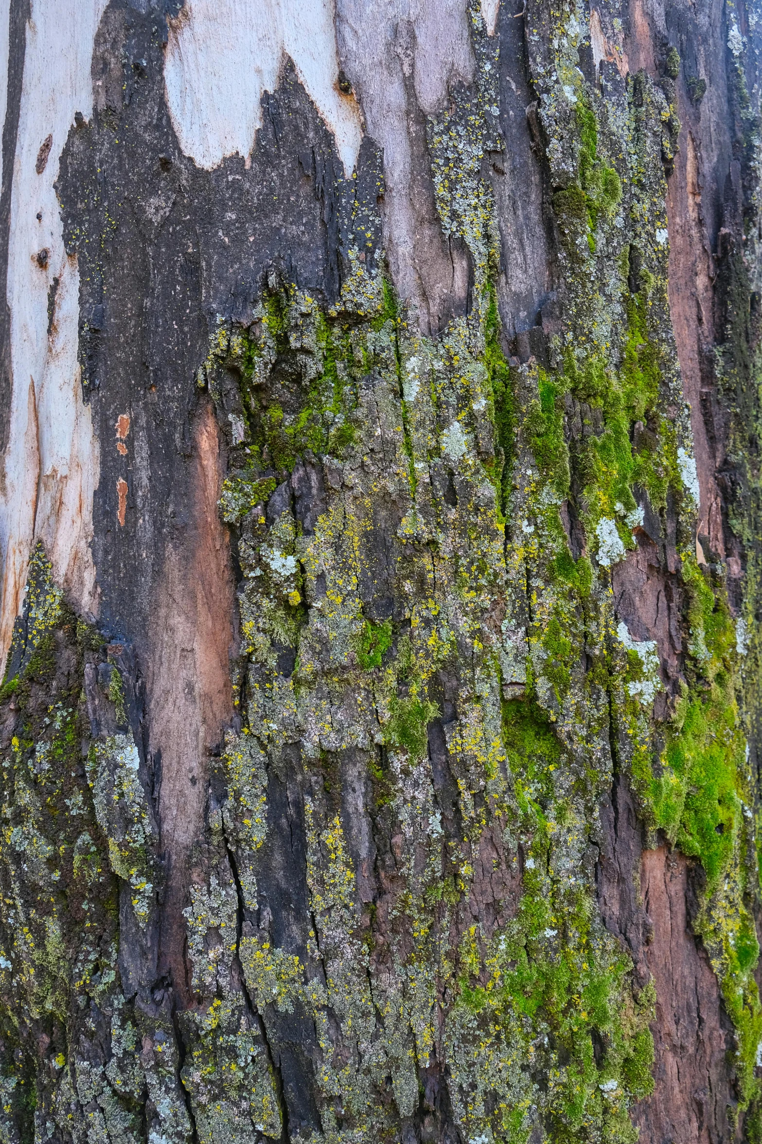 moss growing on the bark of a tree