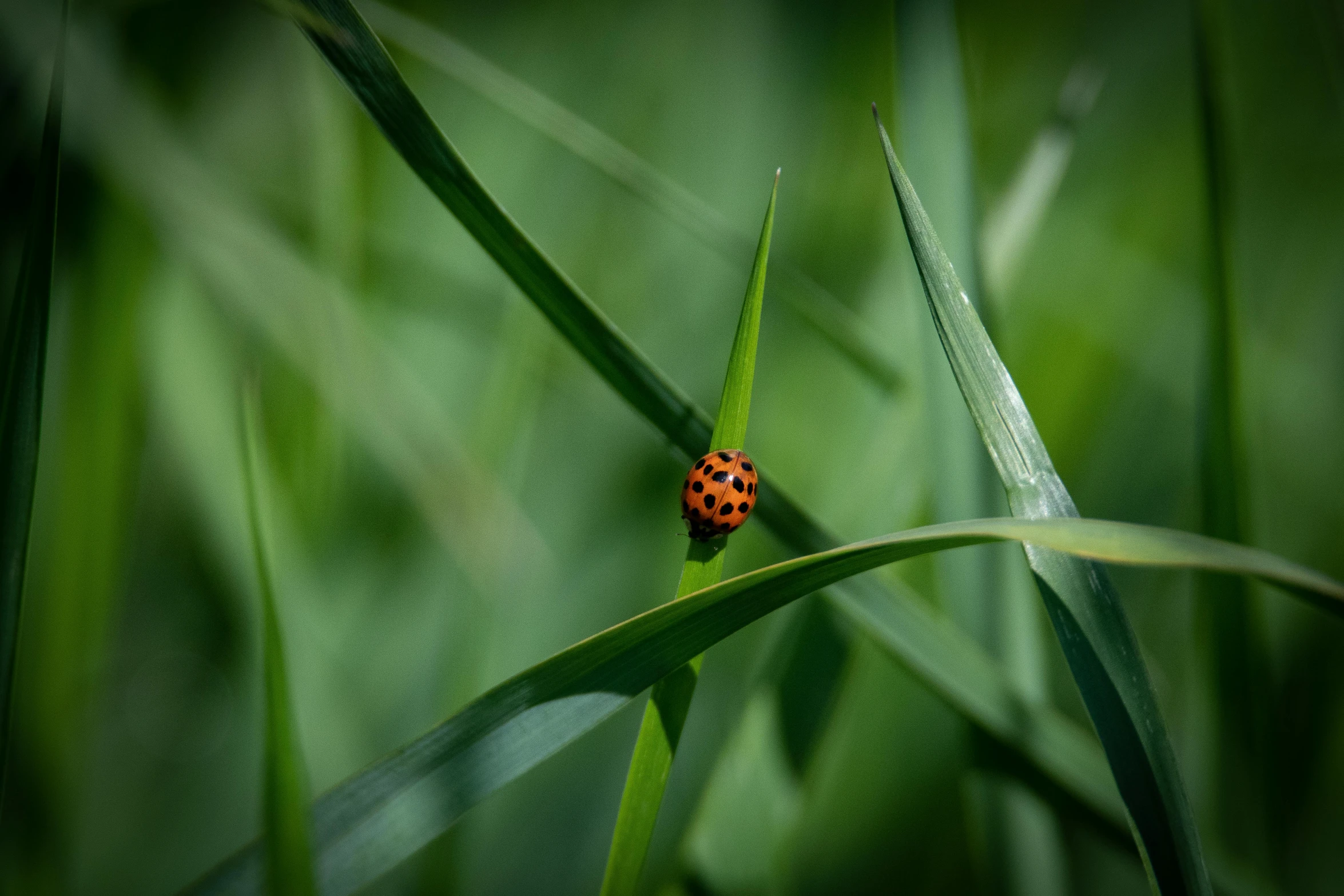 a small red and black insect sitting on green grass