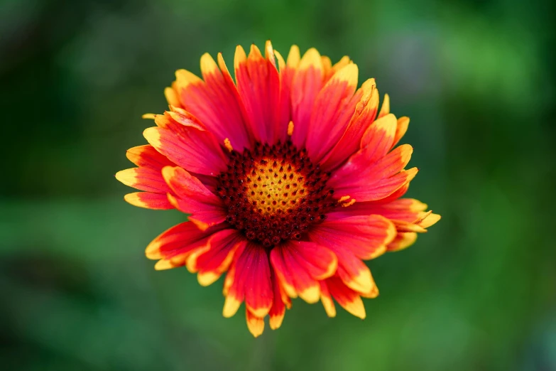 a red and yellow flower is in focus