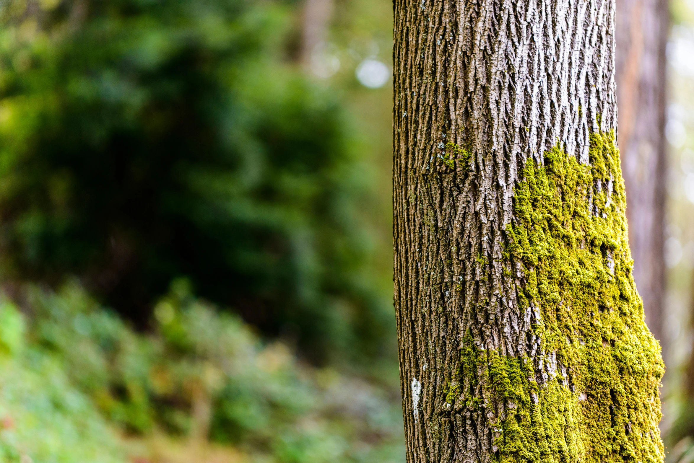 a tree that has moss growing on the bark