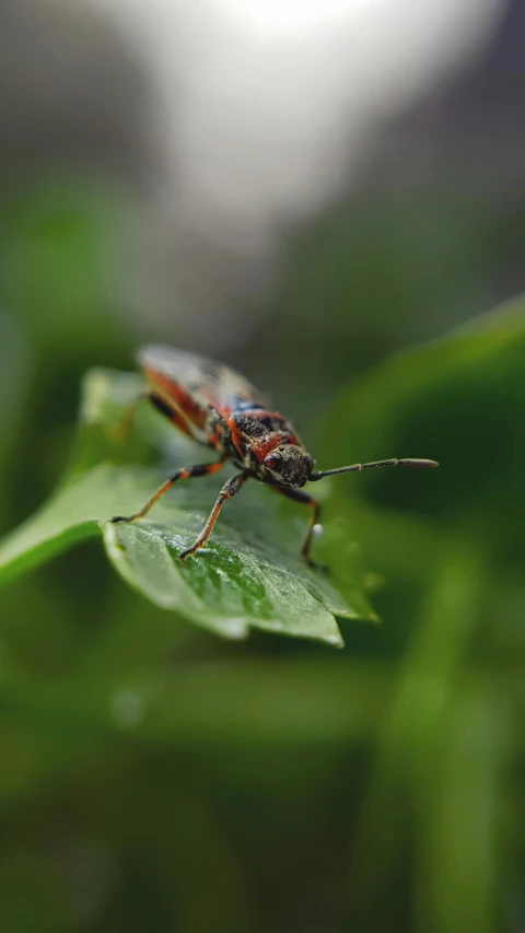 a large beetle on top of a leaf