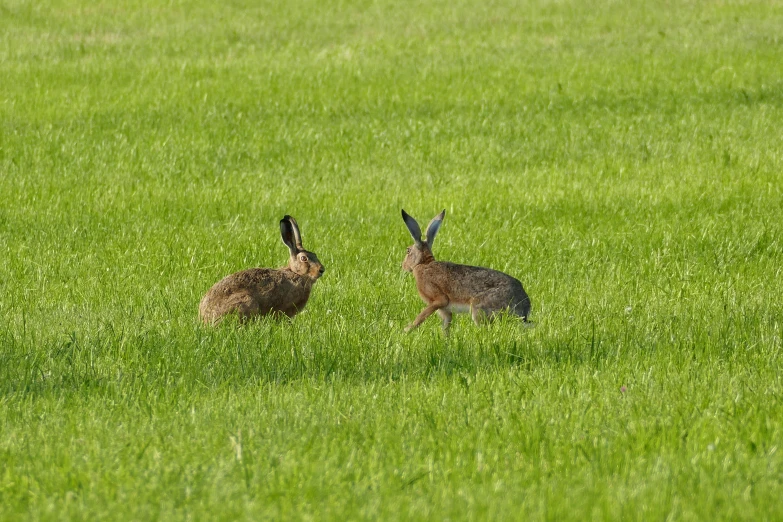 two brown rabbit running around on grass