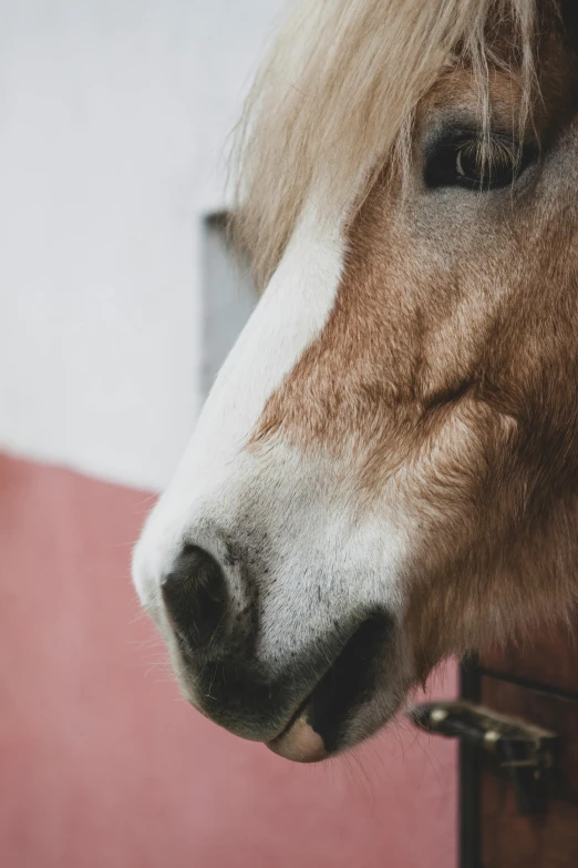 the head and shoulders of a horse next to a pink wall