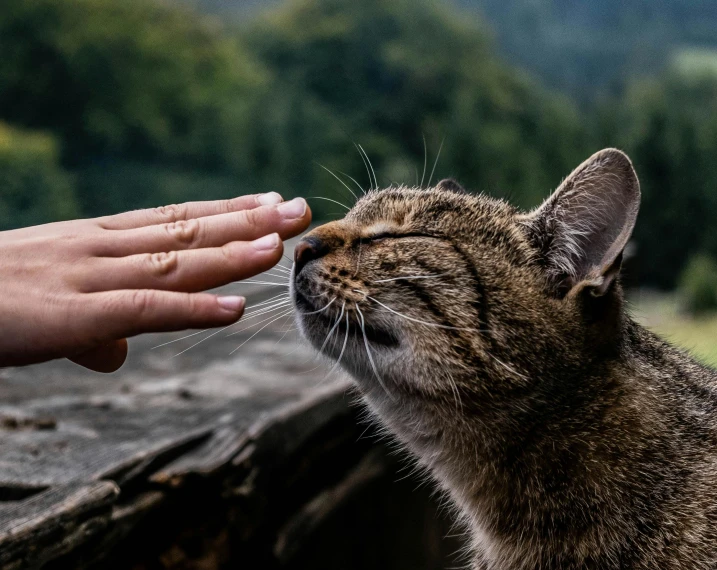 a cat is smelling a person's hand that is reaching towards it