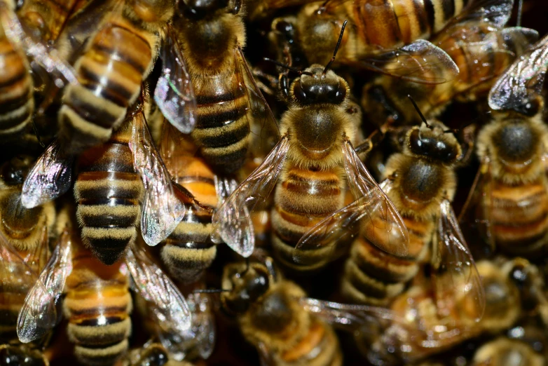 bees clustered on each other to look like they are in their natural habitat