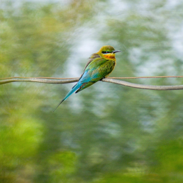 a blue and yellow bird is sitting on a nch