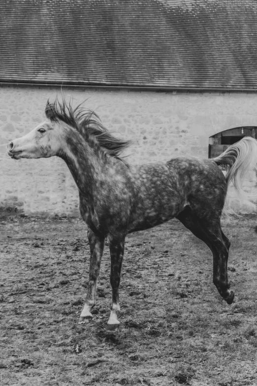 two horses are standing on some grass in front of a building