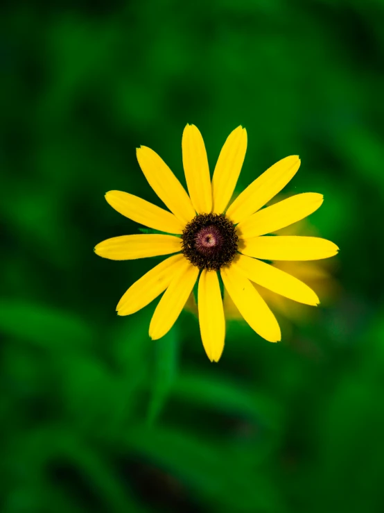 a small yellow flower on green foliage