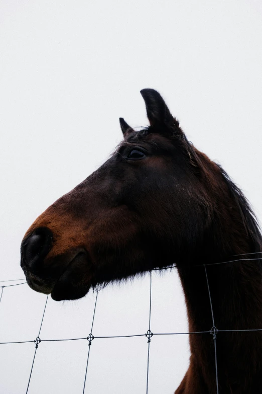 a horse stares through a barbed wire fence
