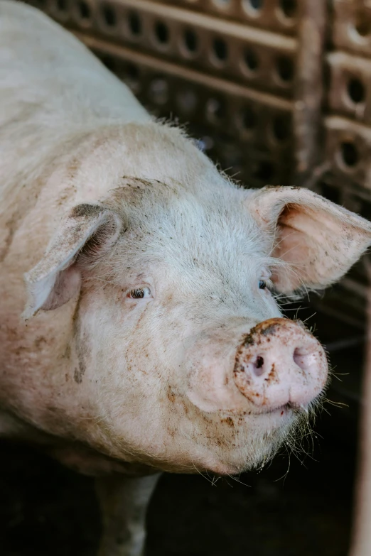 pig poking its nose in a metal bin