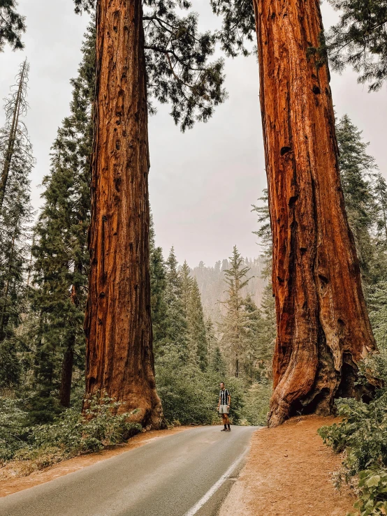 two people walk down a road between some large trees