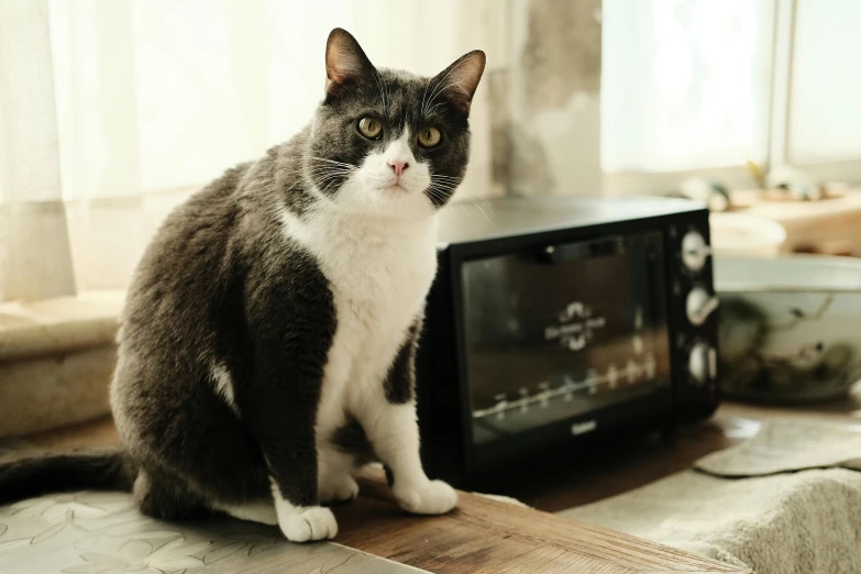 a cat sitting on the floor next to a remote control