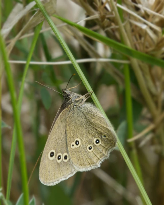 a light colored erfly is resting on a leaf