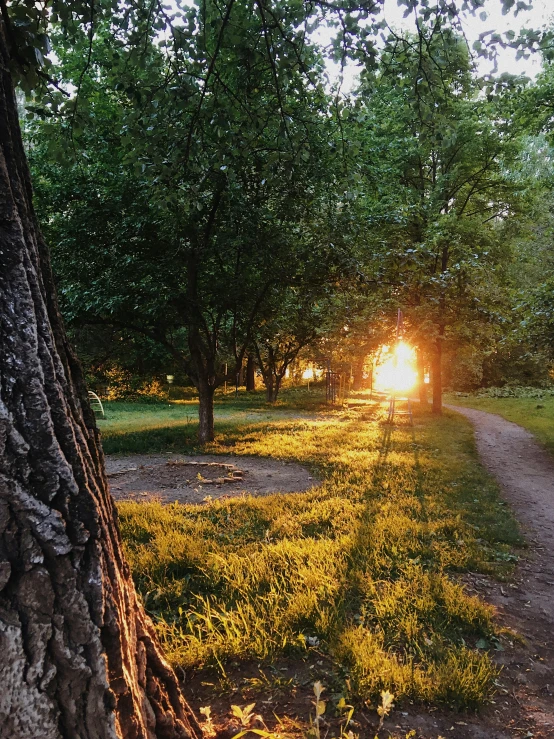 a sunset shines on an area with some trees and dirt