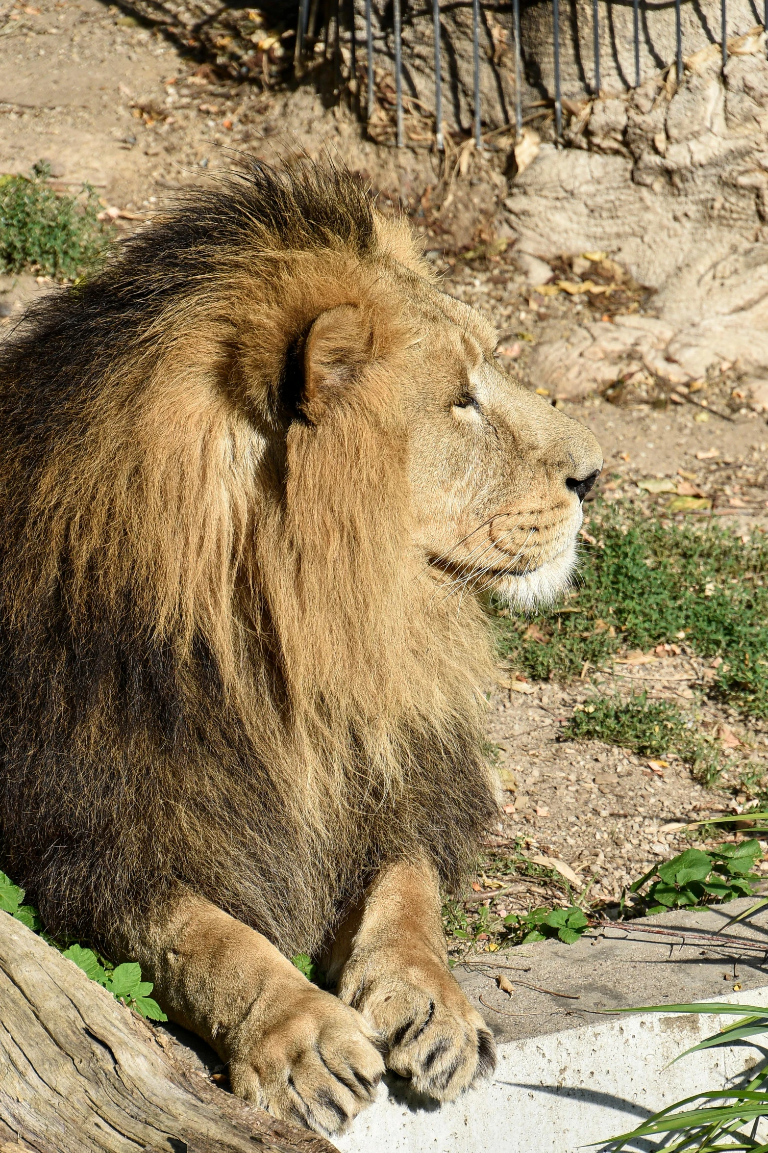 a lion is sitting on the ground at the zoo