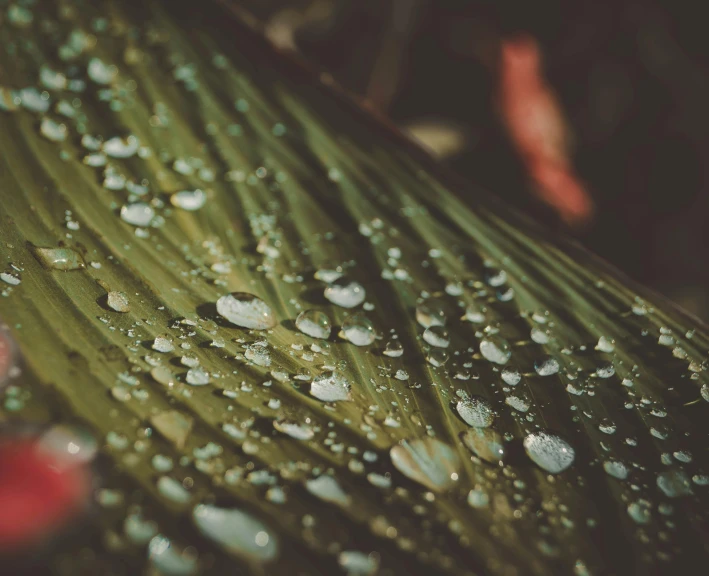 a group of water drops sitting on a banana