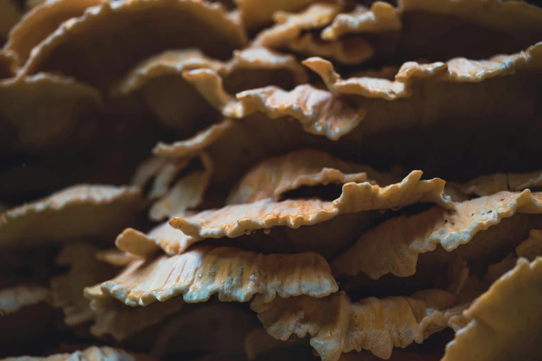 a large pile of orange mushroom like objects