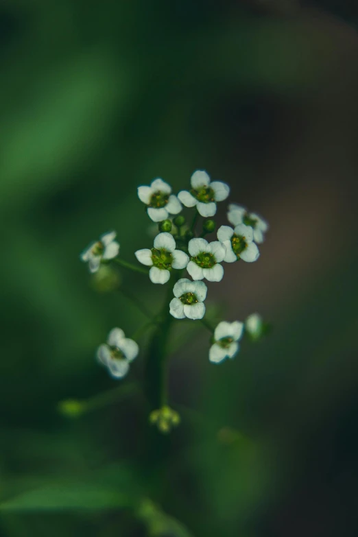 small flowers with white and green centers grow on a blurry background