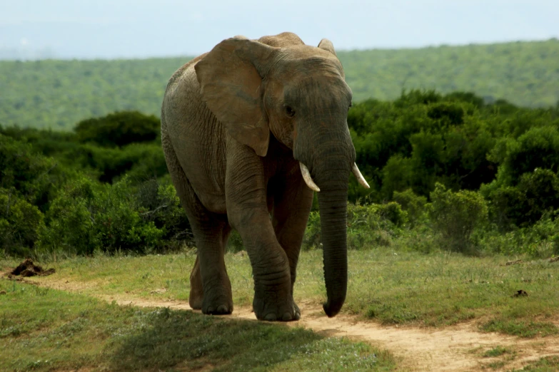 an elephant walks in a grassy field with hills in the background