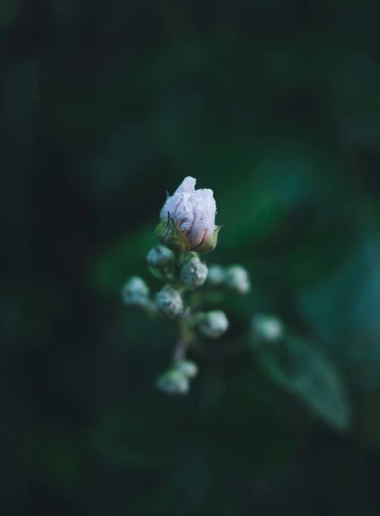 a flower is white with flowers on it