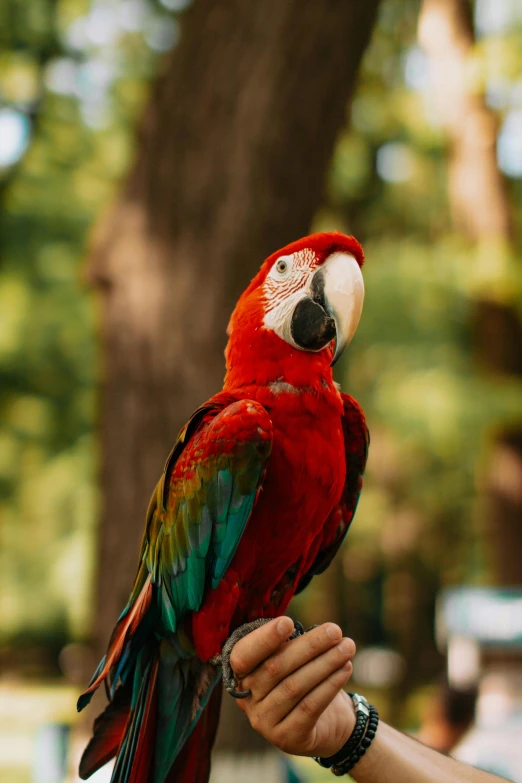 a close up of a red bird with green wings