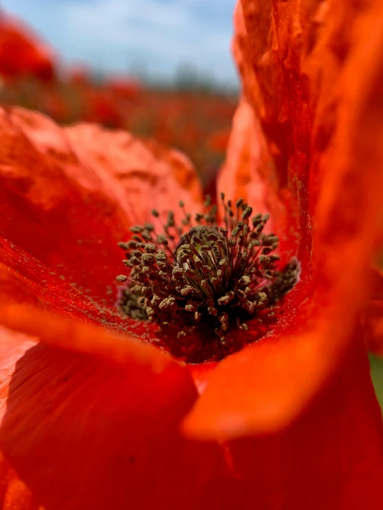 a red flower with lots of budding and yellow stamen