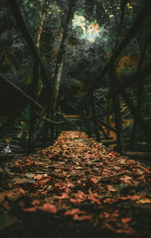 there are several fallen leaves on the ground