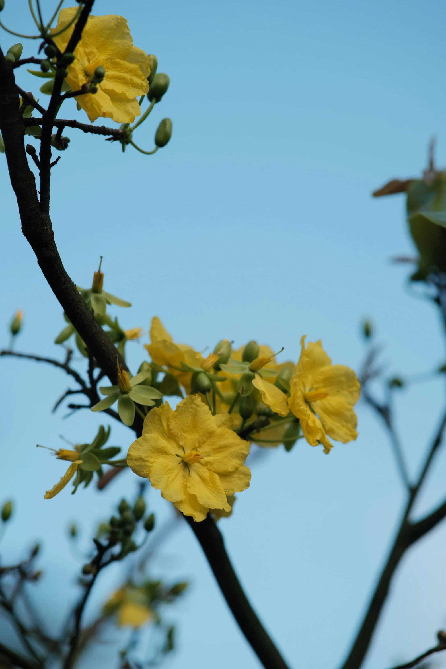 the blooming nches and leaves of this tree are yellow