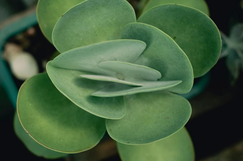 the top view of an artificial succulent plant