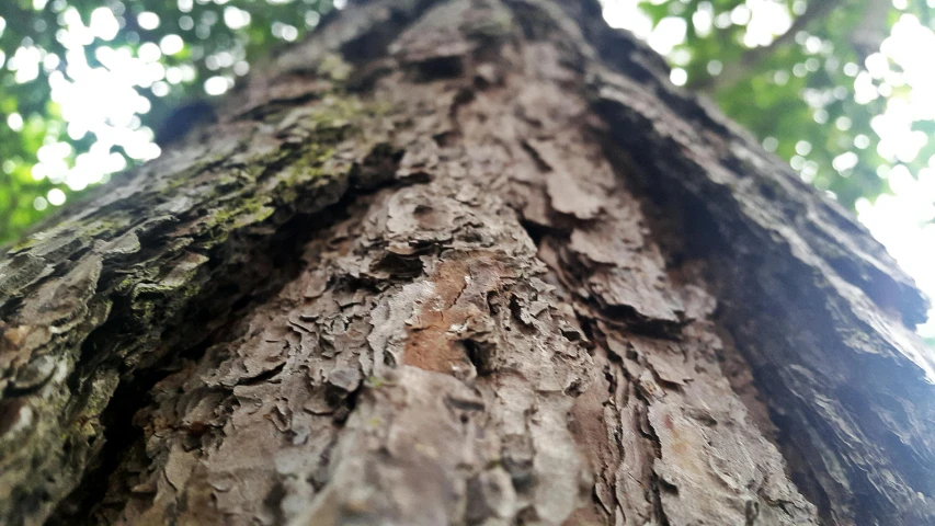 this is a close up of the bark of a tree