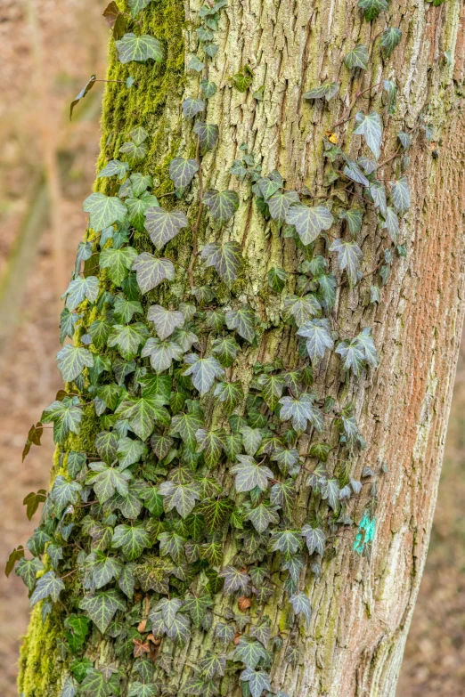 a large tree with leaves growing all over it