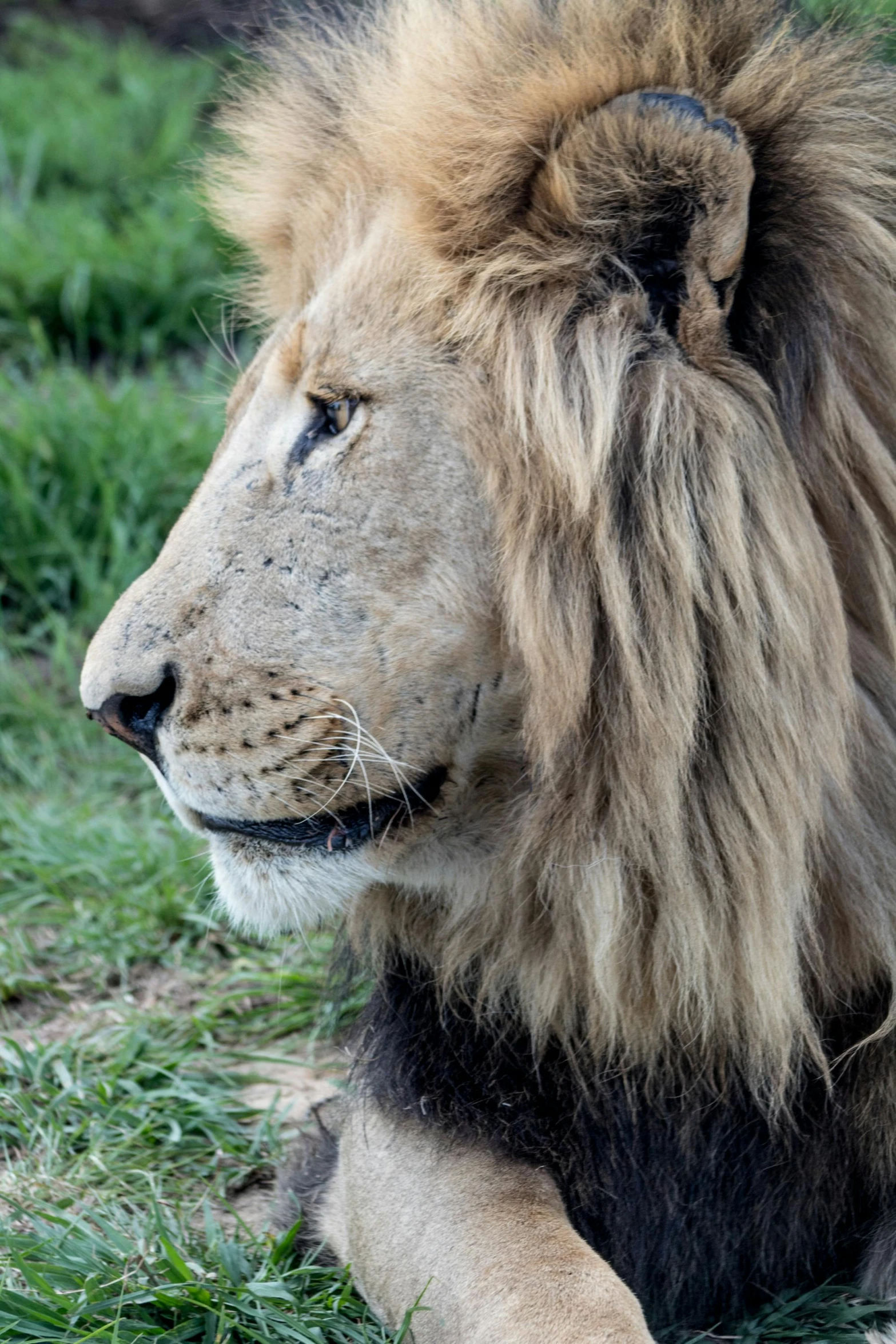 a lion in the grass looks out over some ground