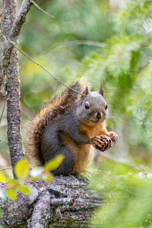 a small squirrel eating on top of a tree