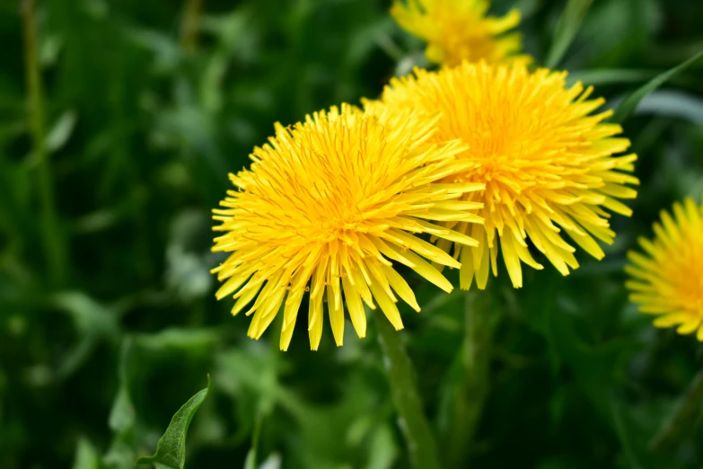 three yellow dandelions are standing in the grass