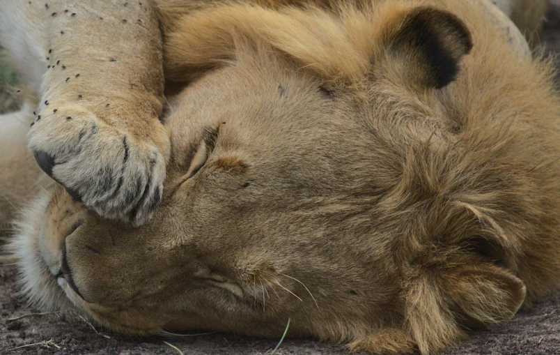 a big furry animal laying on the ground