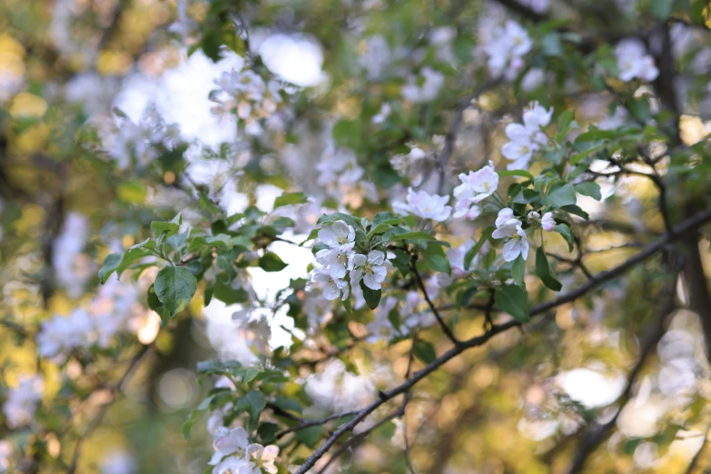 blooming tree with leaves and flowers in the sun